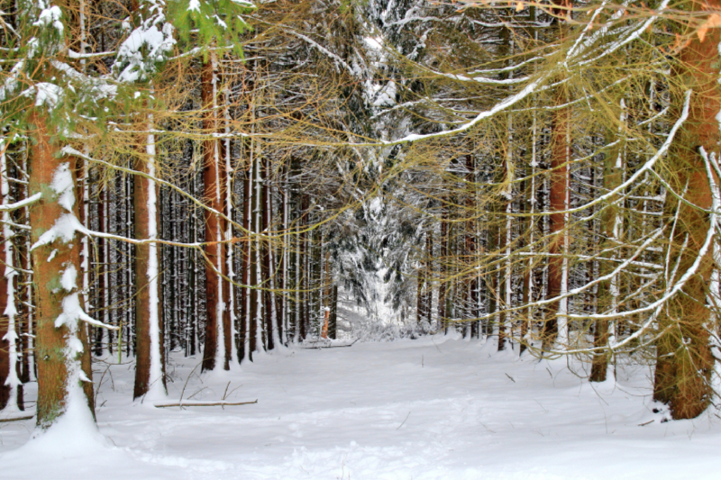 Ein Motiv aus dem Kalender Die Schönheiten der Wälder - Stimmungsvolle Impressionen