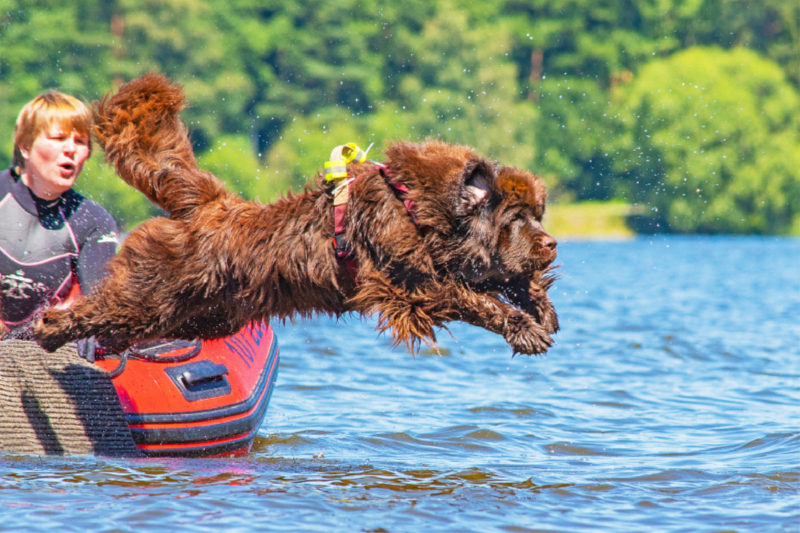 Mit kühnem Sprung ins Wasser