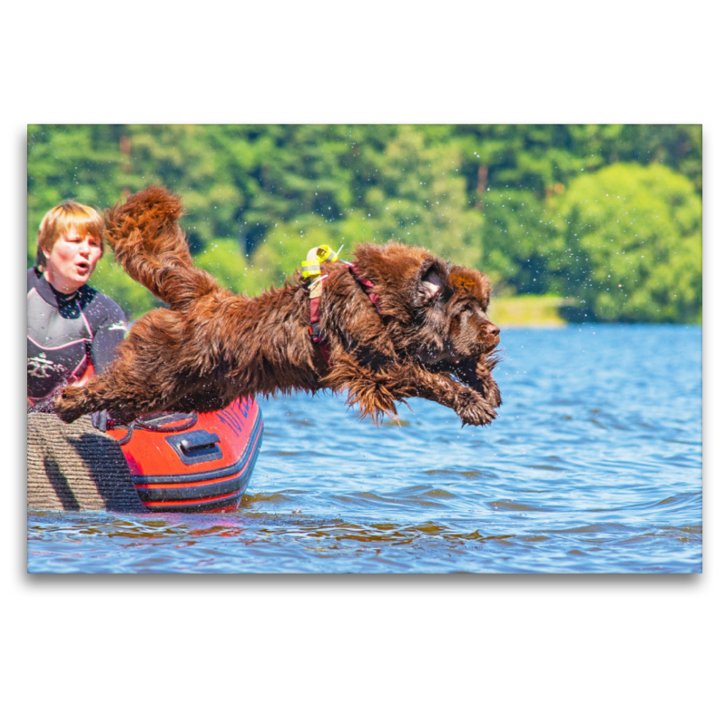 Mit kühnem Sprung ins Wasser