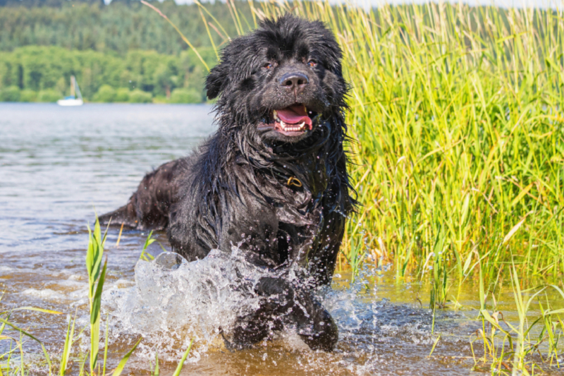 Spiel im Wasser