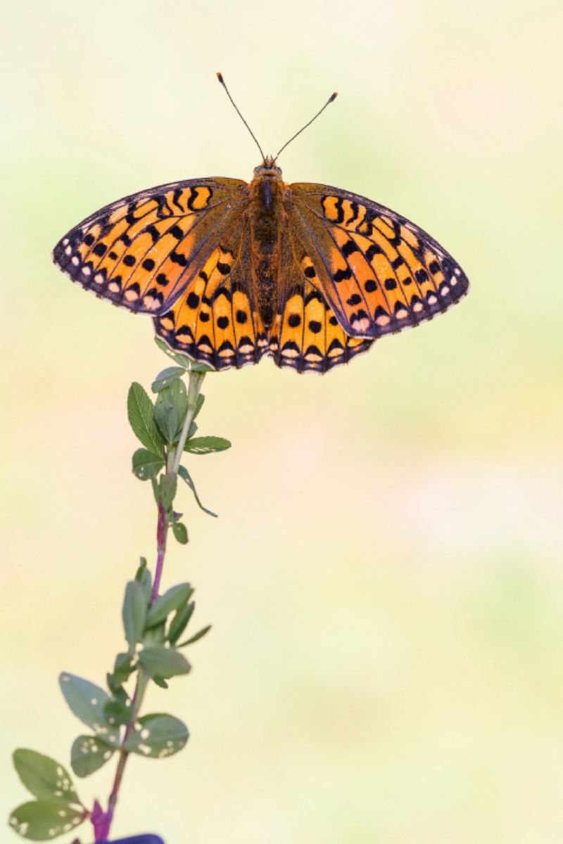 Großer Perlmutterfalter (Speyeria aglaja)