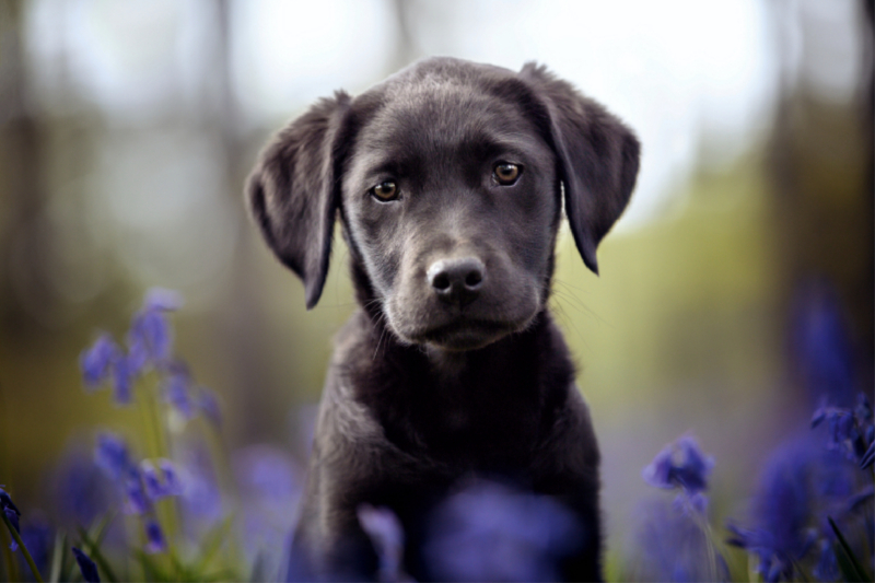 Schwarzer Labrador Welpe