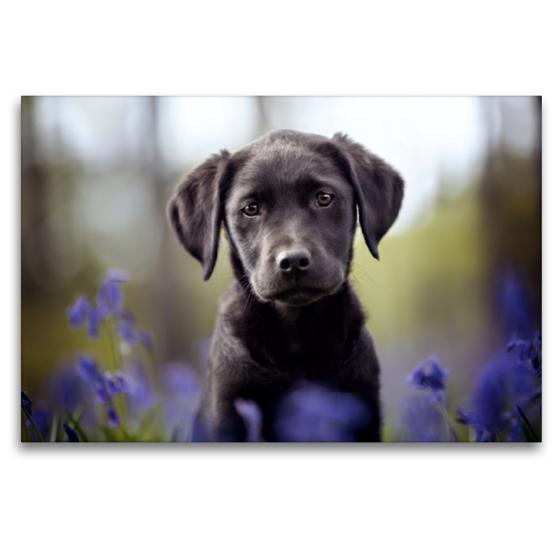 Schwarzer Labrador Welpe