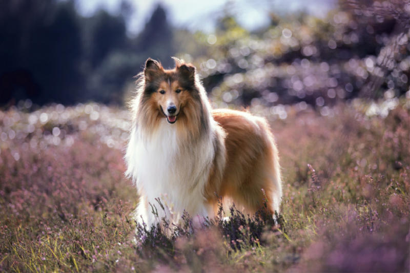 Langhaar Collie im blühenden Heidemeer