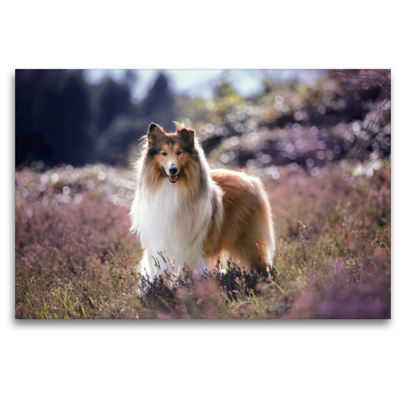 Langhaar Collie im blühenden Heidemeer