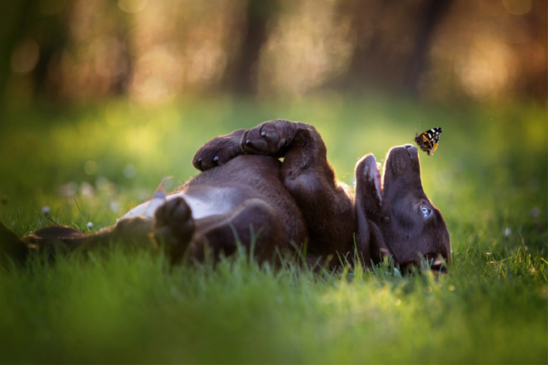 Labrador Welpe mit Schmetterling