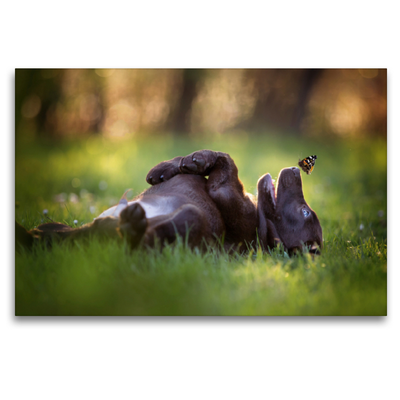 Labrador Welpe mit Schmetterling