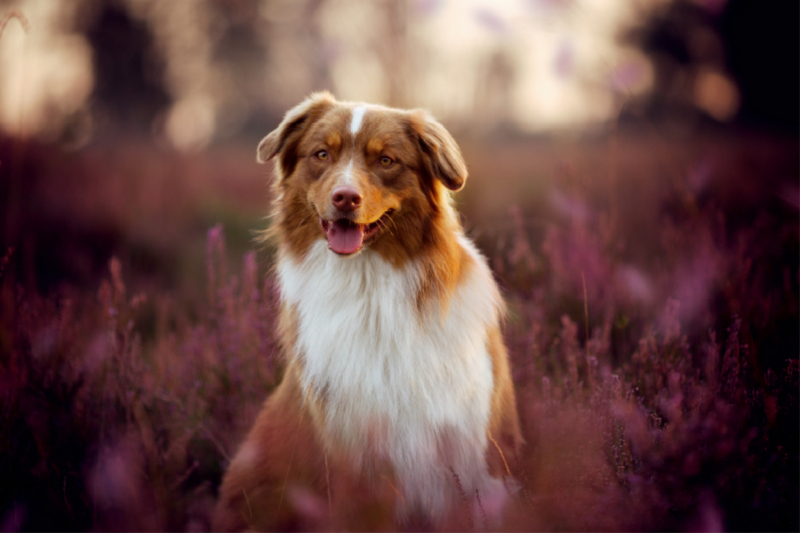 Australian Shepherd im Heidezauber