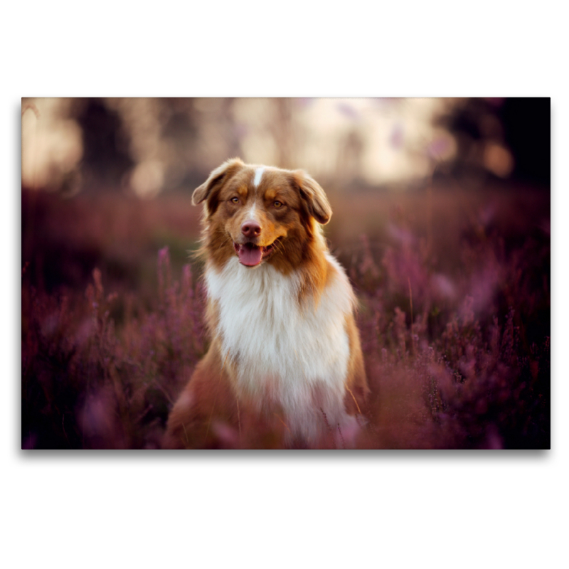 Australian Shepherd im Heidezauber