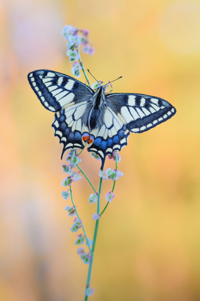 Schwalbenschwanz Schmetterling [Papilio machaon]