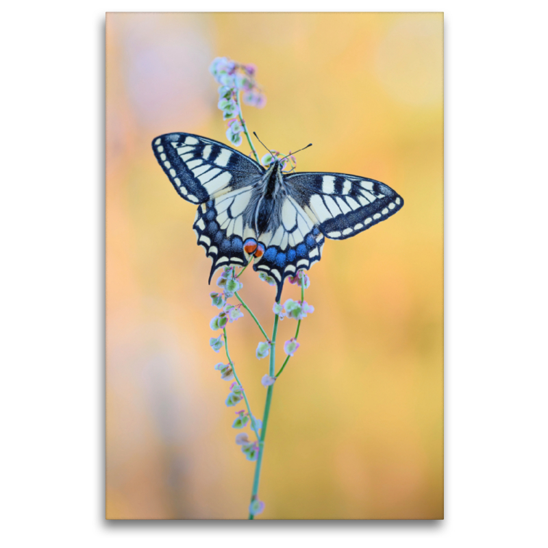 Schwalbenschwanz Schmetterling [Papilio machaon]