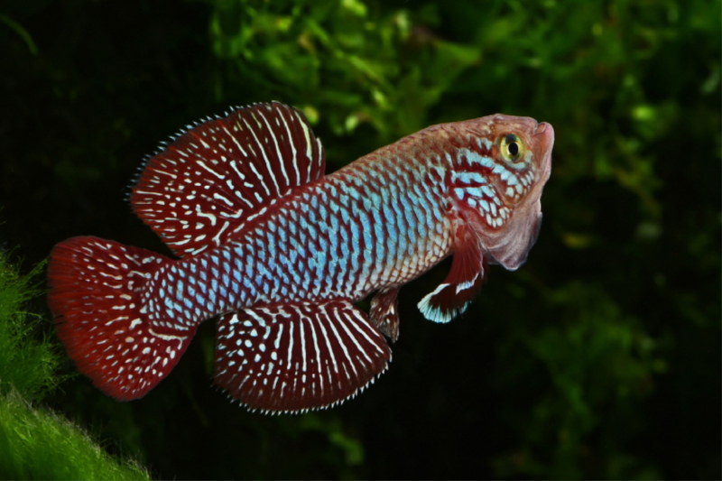 Nothobranchius kadleci - Mozambique