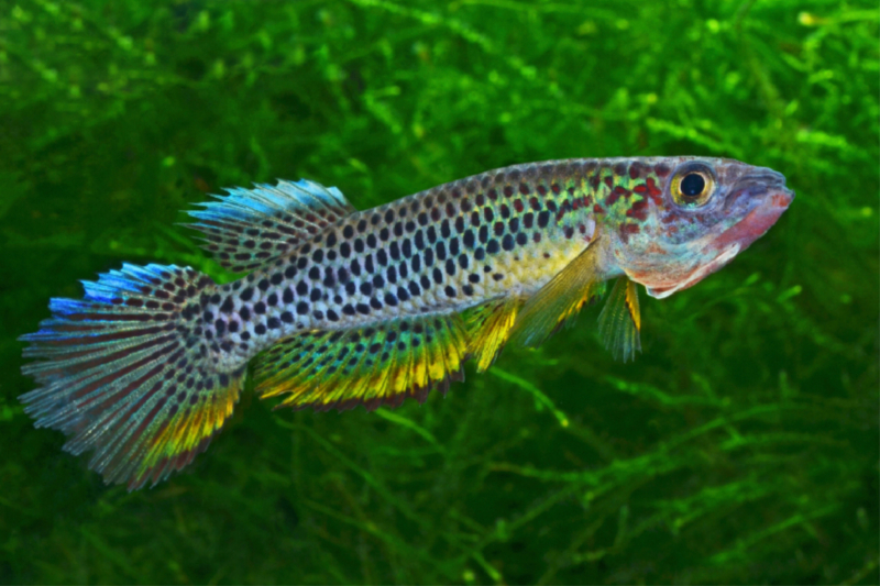 Epiplatys esekanus - Kamerun