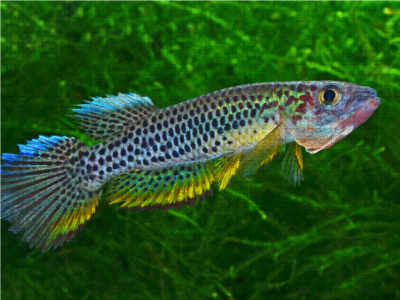 Epiplatys esekanus - Kamerun