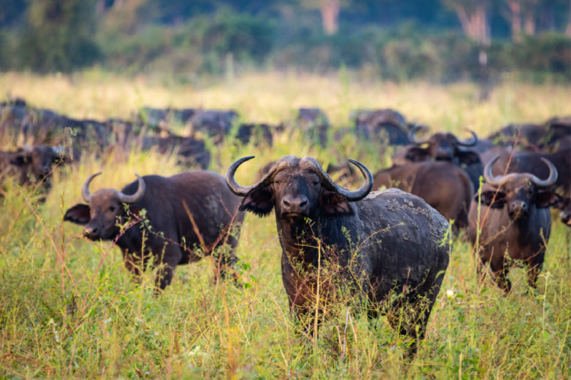 Afrikanische Büffel im Nsefu Sector