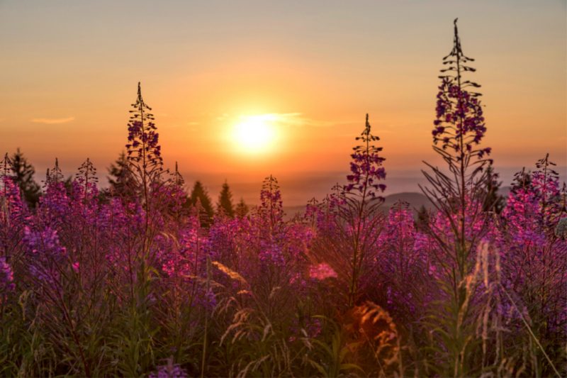 Abendstimmung auf der Abtsrodaer Kuppe