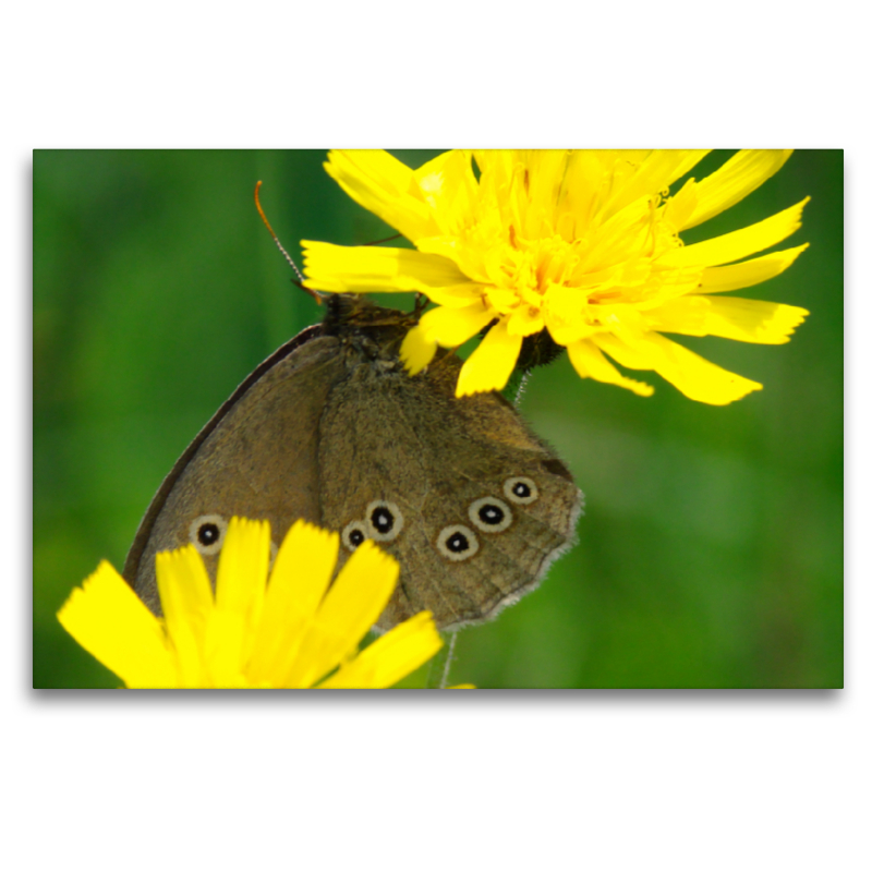 Nahaufnahme  Falter  Brauner Wiesenknopf- Ameisenbläuling auf gelber Blüte mit grünem Hintergrund. Canvas- Leinwand gerahmt.