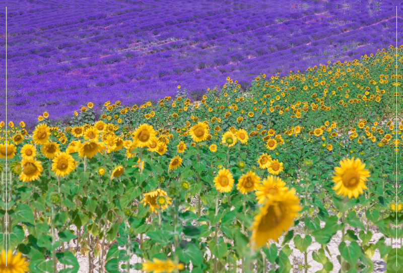 Sonnenblumen mit Lavendel