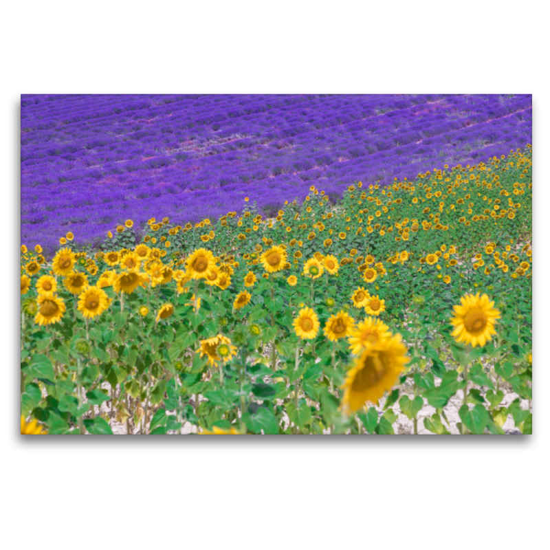 Sonnenblumen mit Lavendel