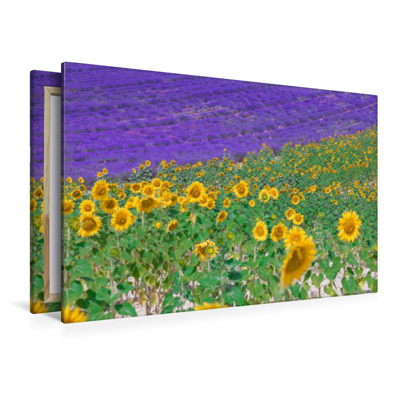 Sonnenblumen mit Lavendel