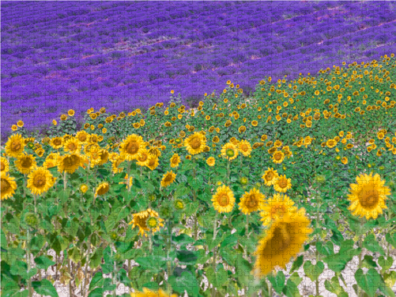 Sonnenblumen mit Lavendel