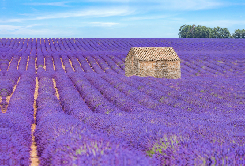 Ein Motiv aus dem Kalender Provence, Lavendelzeit in Südfrankreich