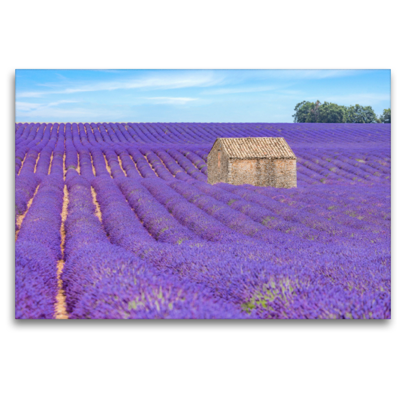 Ein Motiv aus dem Kalender Provence, Lavendelzeit in Südfrankreich