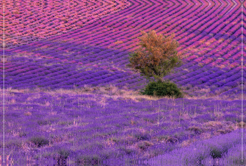 Baum in Lavendelfeldern in Ferrassières