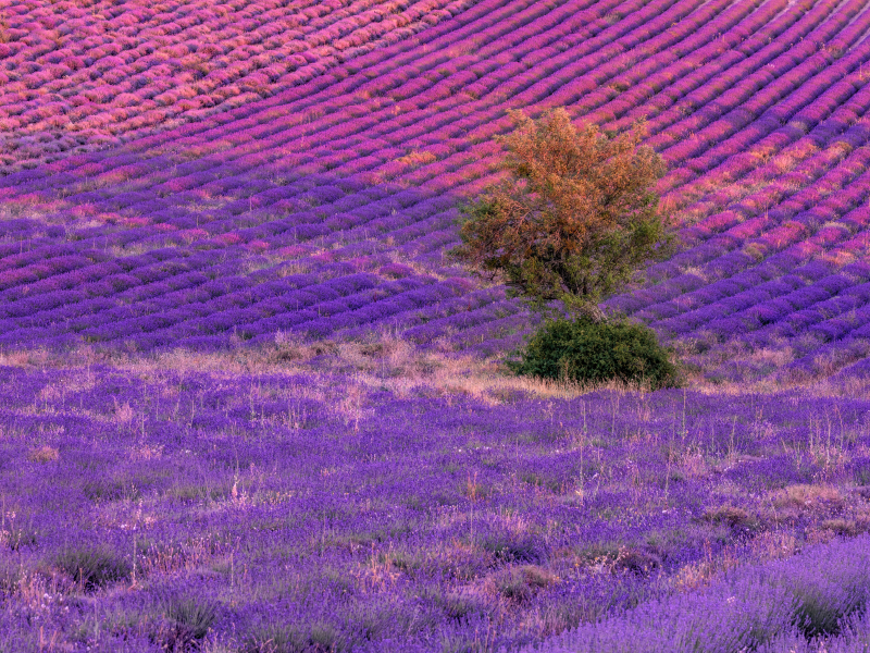 Baum in Lavendelfeldern in Ferrassières