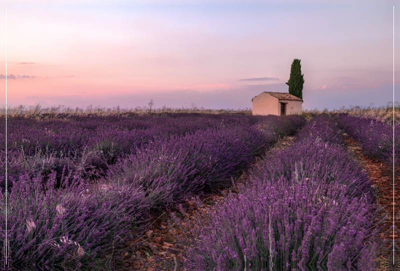 Ein Motiv aus dem Kalender Provence, Lavendelzeit in Südfrankreich