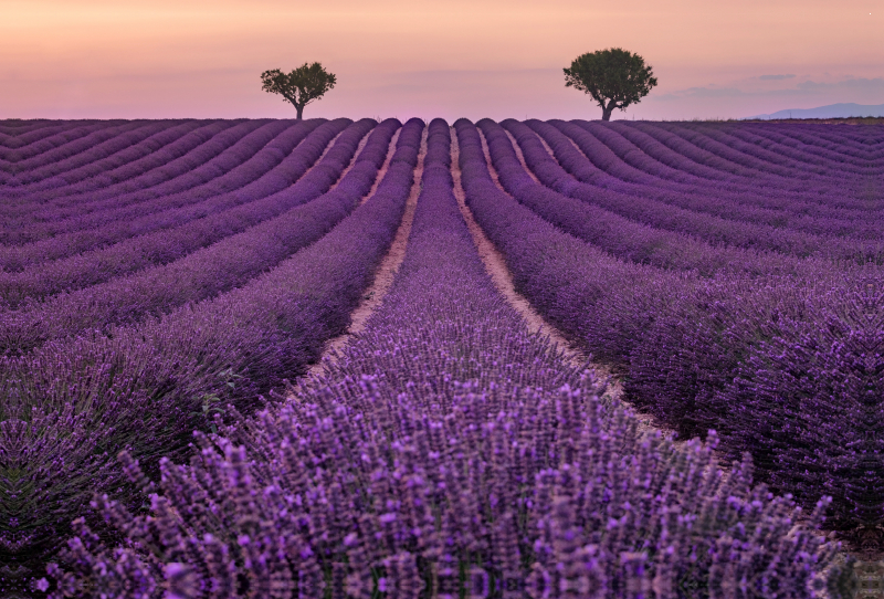 Ein Motiv aus dem Kalender Provence, der sinnliche Süden Frankreichs