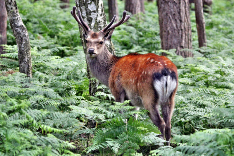 Der Sikahirsch - Der kleine Asiat in unseren Wäldern