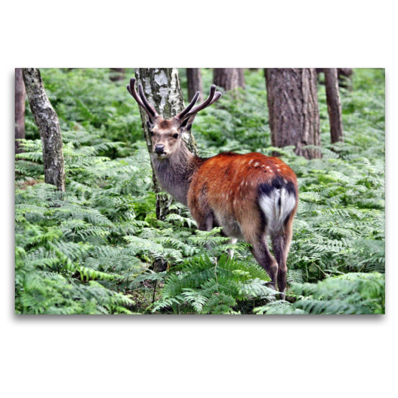 Der Sikahirsch - Der kleine Asiat in unseren Wäldern