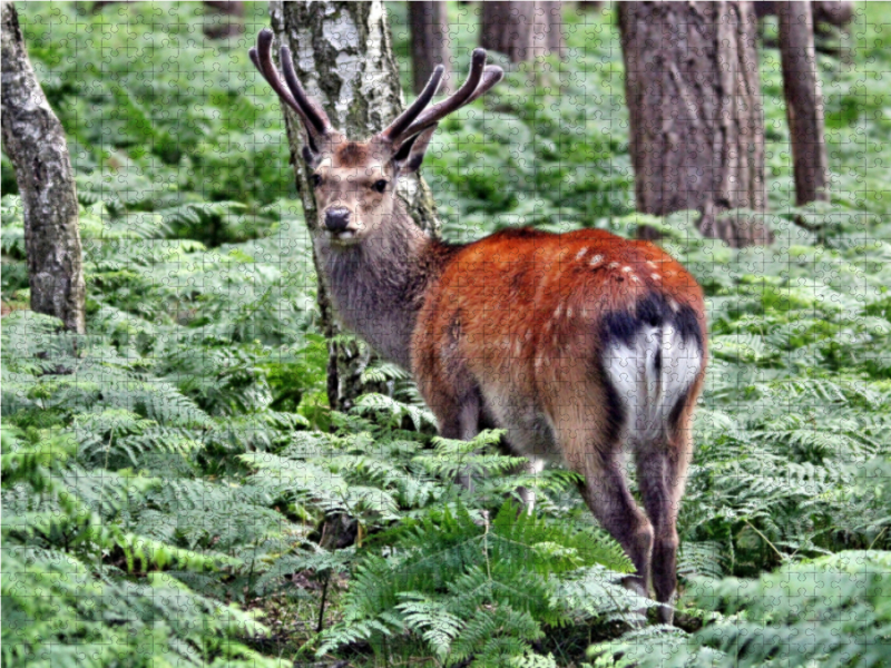 Der Sikahirsch - Der kleine Asiat in unseren Wäldern