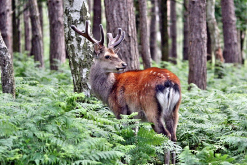 Der Sikahirsch - Der kleine Asiat in unseren Wäldern