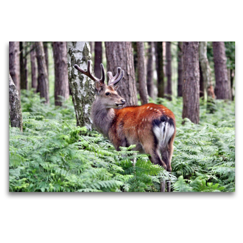 Der Sikahirsch - Der kleine Asiat in unseren Wäldern