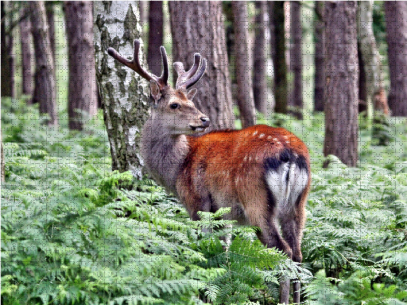 Der Sikahirsch - Der kleine Asiat in unseren Wäldern