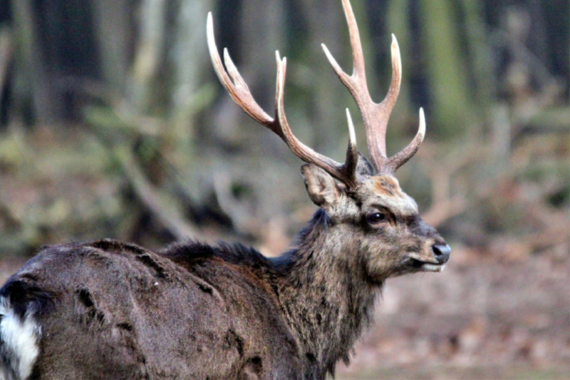 Der Sikahirsch - Der kleine Asiat in unseren Wäldern