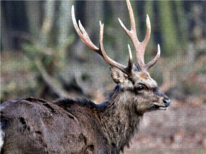 Der Sikahirsch - Der kleine Asiat in unseren Wäldern