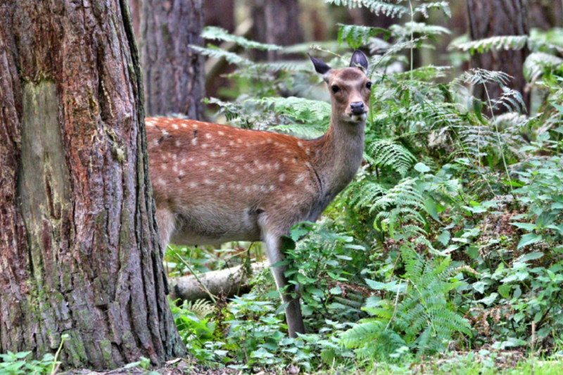 Der Sikahirsch - Der kleine Asiat in unseren Wäldern