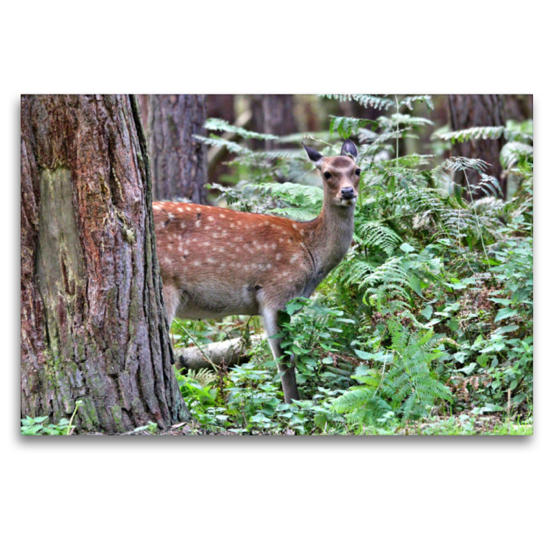 Der Sikahirsch - Der kleine Asiat in unseren Wäldern