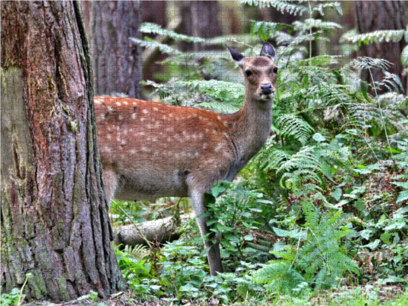 Der Sikahirsch - Der kleine Asiat in unseren Wäldern