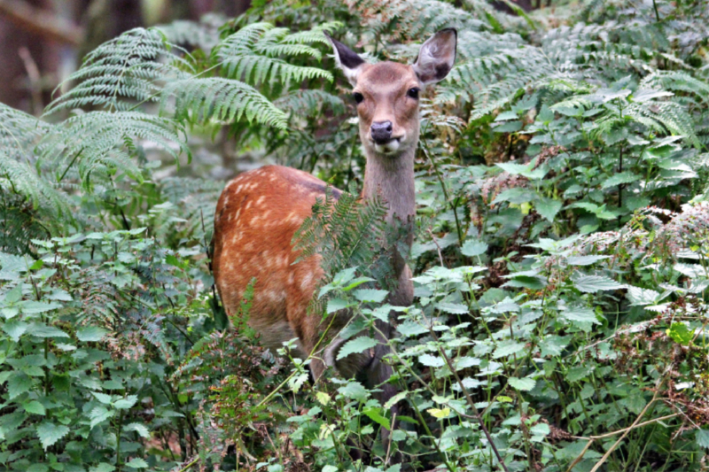 Der Sikahirsch - Der kleine Asiat in unseren Wäldern