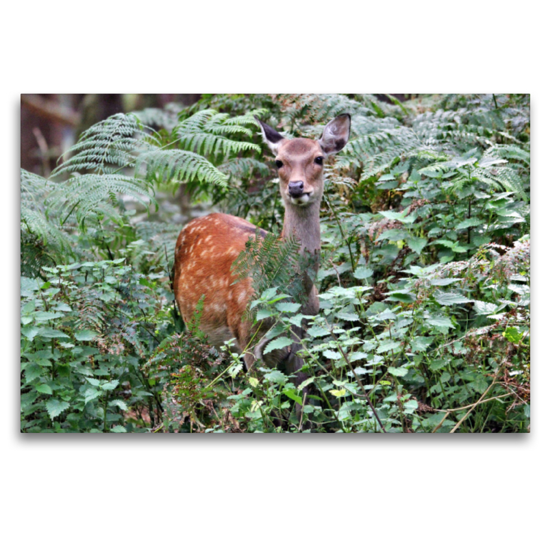 Der Sikahirsch - Der kleine Asiat in unseren Wäldern