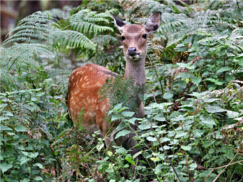 Der Sikahirsch - Der kleine Asiat in unseren Wäldern