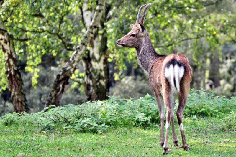 Der Sikahirsch - Der kleine Asiat in unseren Wäldern