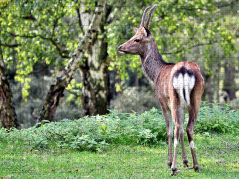 Der Sikahirsch - Der kleine Asiat in unseren Wäldern