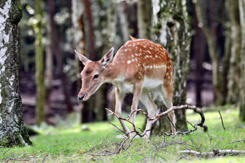 Der Sikahirsch - Der kleine Asiat in unseren Wäldern