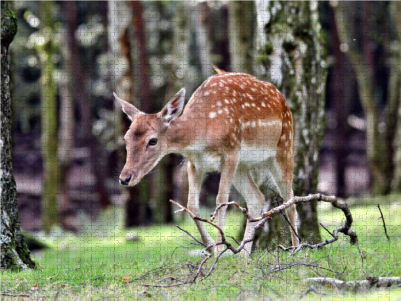 Der Sikahirsch - Der kleine Asiat in unseren Wäldern