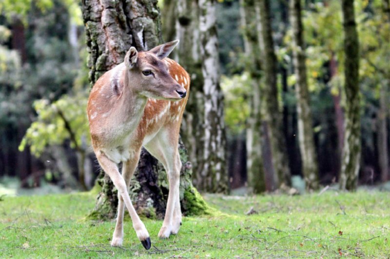 Der Sikahirsch - Der kleine Asiat in unseren Wäldern